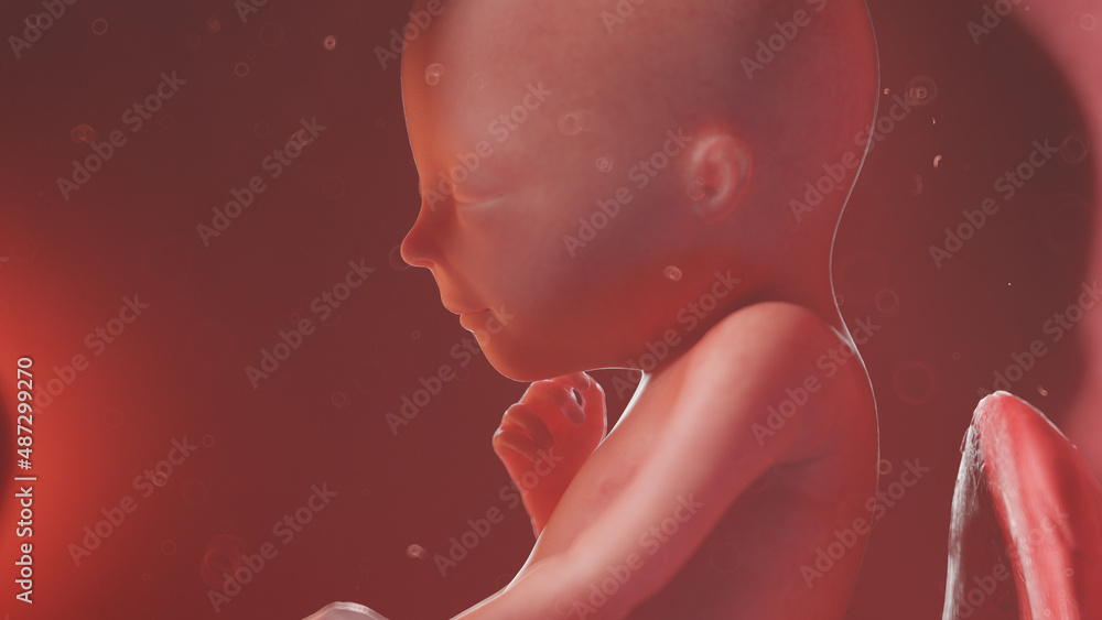 3d rendered illustration of a human fetus - week 19 3d rendered illustration of a human fetus - week 19