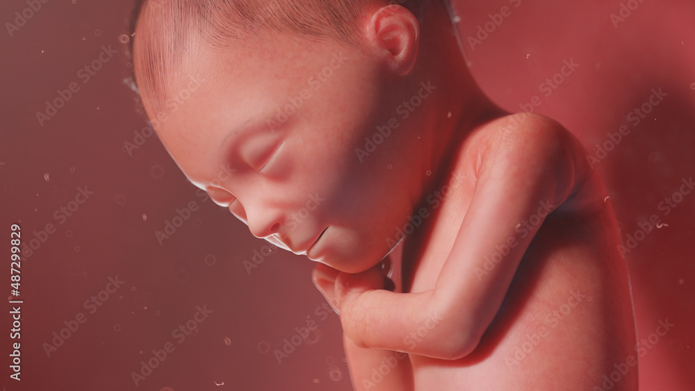3d rendered illustration of a human fetus - week 24 3d rendered illustration of a human fetus - week 24