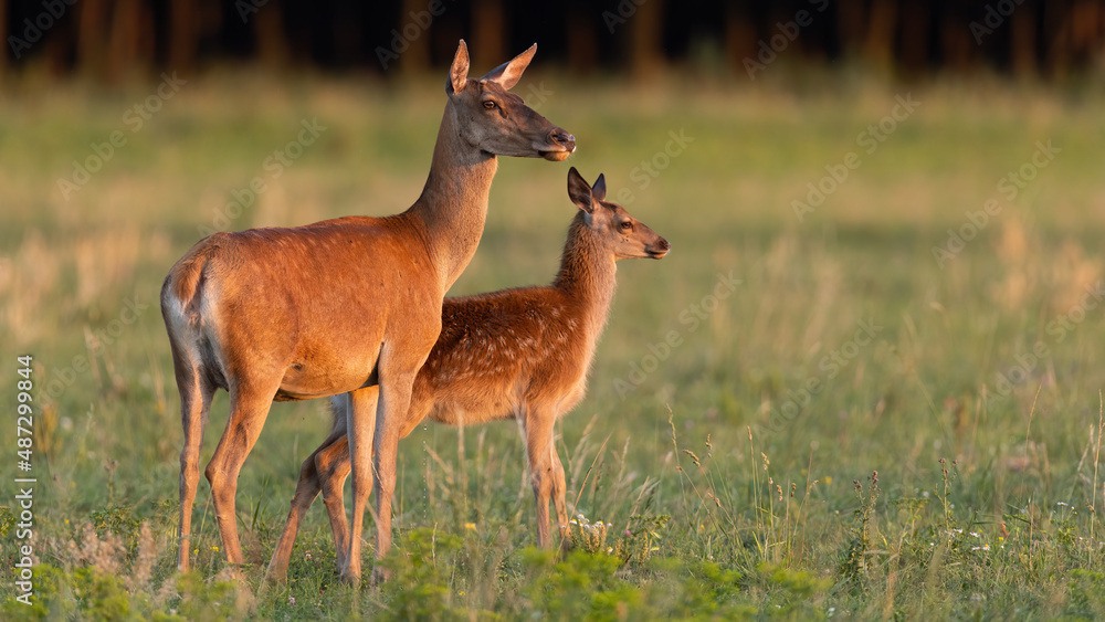 Family of red deer, cervus elaphus, standing on field in summer sunset. Hind with cub looking on grassland in evening sun. Mammal mother protecting baby animal on pasture.