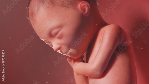 3d rendered illustration of a human fetus - week 24 photo