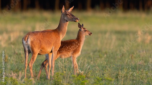 Obraz na płótnie Family of red deer, cervus elaphus, standing on field in summer sunset. Hind with cub looking on grassland in evening sun. Mammal mother protecting baby animal on pasture. w salonie