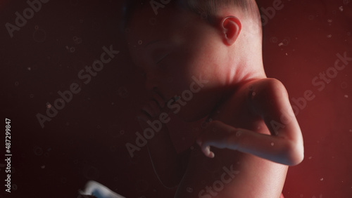 3d rendered illustration of a human fetus - week 25 photo