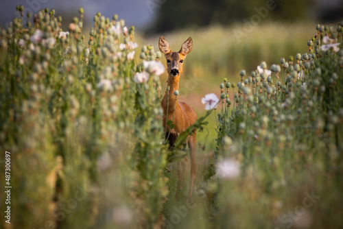 Roe deer, capreolus capreolus, looking to the camera in poppies in summer. Brown doe peeking in growing crop in summertime. Female mammal watching in plant.