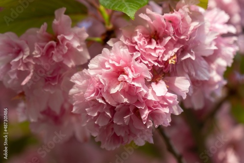 Spring tree flowering. Pink flowers. Slovakia © Valeria