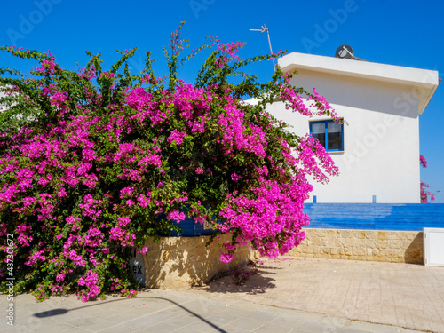 White blue house with flowering tree