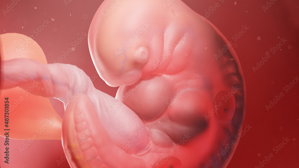 Fototapeta premium 3d rendered illustration of a human embryo - week 5