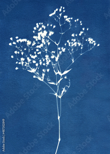 Sun-printing or cyanotype process. 
Skeleton leaf cyanotype