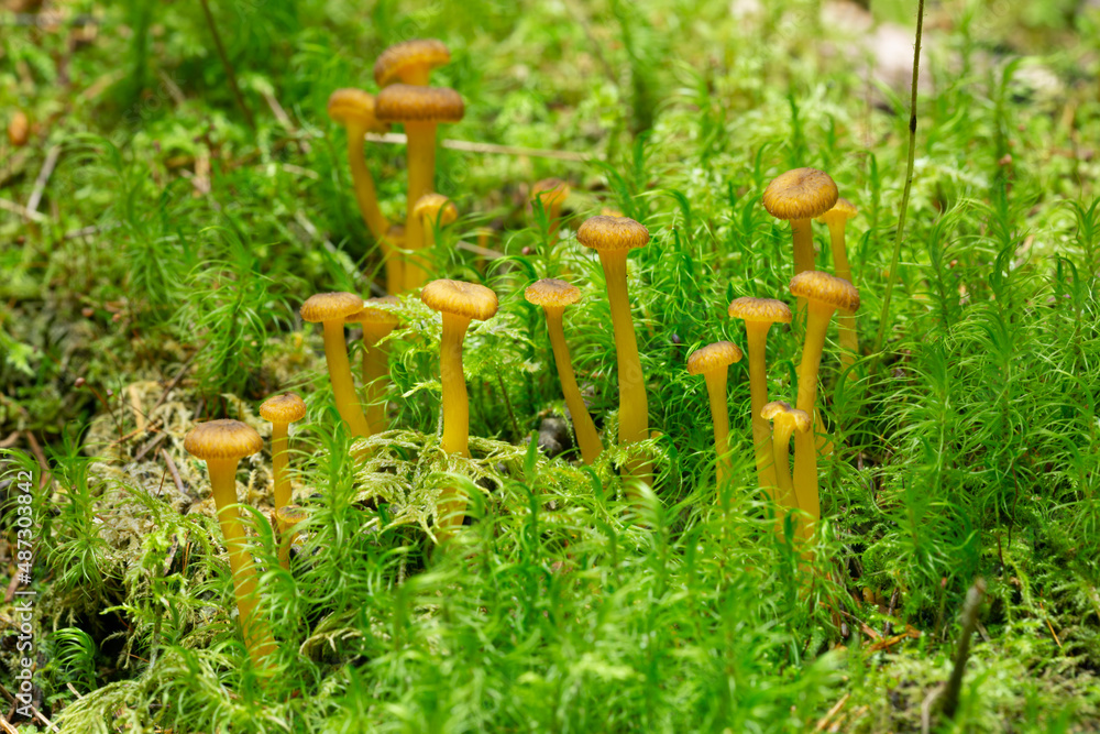 Young funnel chanterelles, Craterellus tubaeformis growing among moss