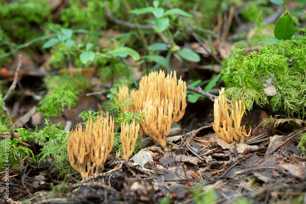 Coral mushrooms, Ramaria eumorpha growing in natural environment, this mushroom grows in coniferous forests Coral mushrooms, Ramaria eumorpha growing in natural environment, this mushroom grows in coniferous forests