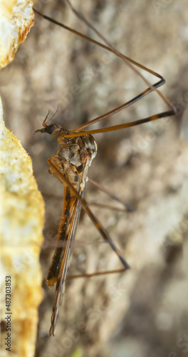 Limoni cranefly, Metalimnobia on fungi, macro photo photo