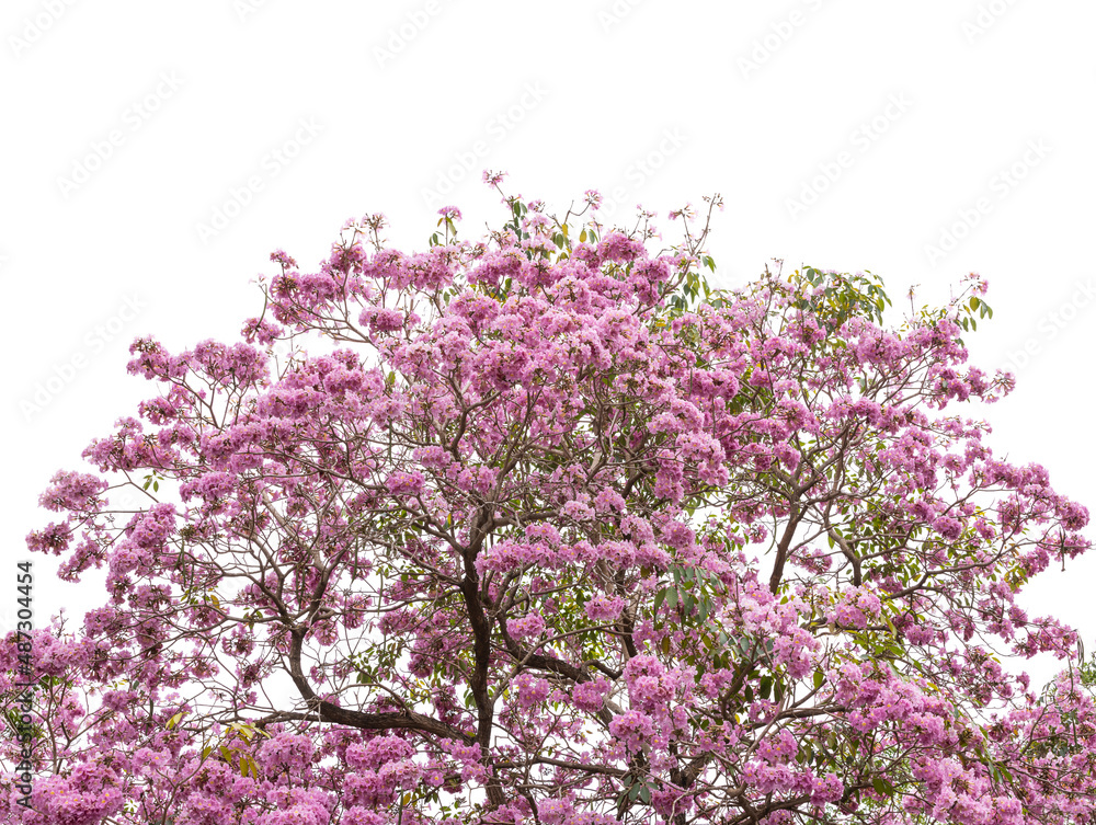 Tabebuia rosea blossom tree For design with clipping path Tabebuia rosea blossom tree For design with clipping path