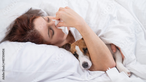 Caucasian woman is sick. A girl blows her nose in a napkin while lying in bed with a Jack Russell Terrier dog.