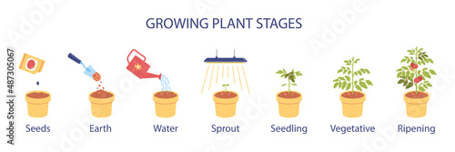 Growing Plant Stages Infographics