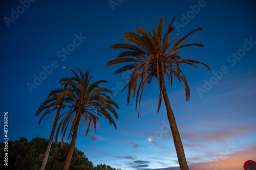 Blue night sky with stars and some palm trees in the foreground