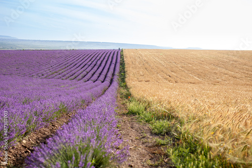 Blooming lavender field and wheat field, beautiful summer landscape