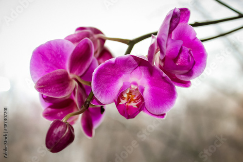 blooming bright purple orchids   