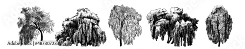 .Babylon Willow  or Weeping willow. Set of vintage engraved drawings. Black and white isolated sketches..