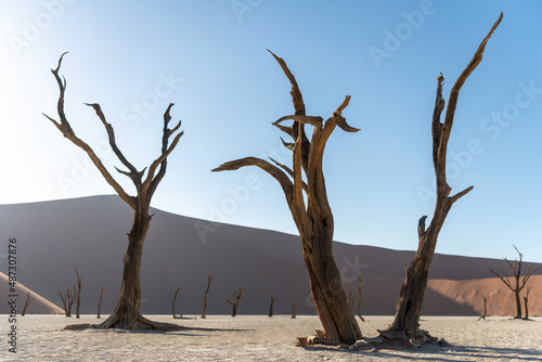 Unusual nature in Namibia, dry trees in the desert. © Dmytro Synelnychenko