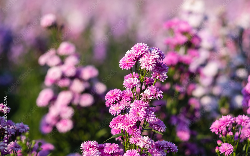 Closeup image of a beautiful purple Margaret flower field Closeup image of a beautiful purple Margaret flower field