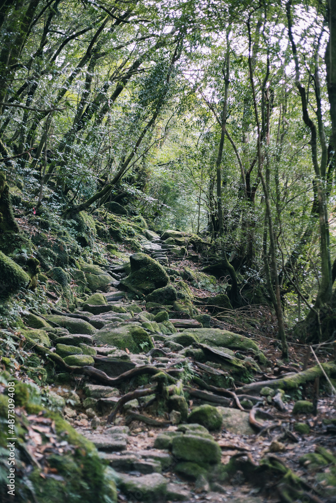 Obraz premium Landscape in Yakushima ,Japanese natural heritage.