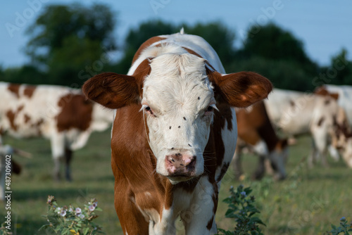 A cute brown and white calf stands on a pasture and looks at the camera against a blurred herd of cows © slobodan