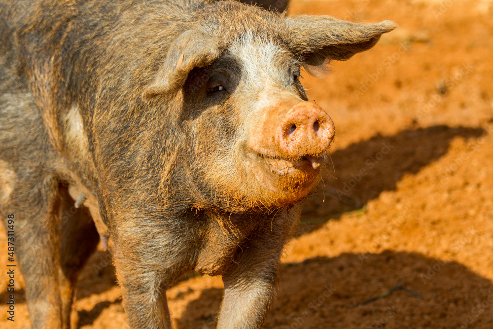 Fototapeta premium Spanisches Hausschwein