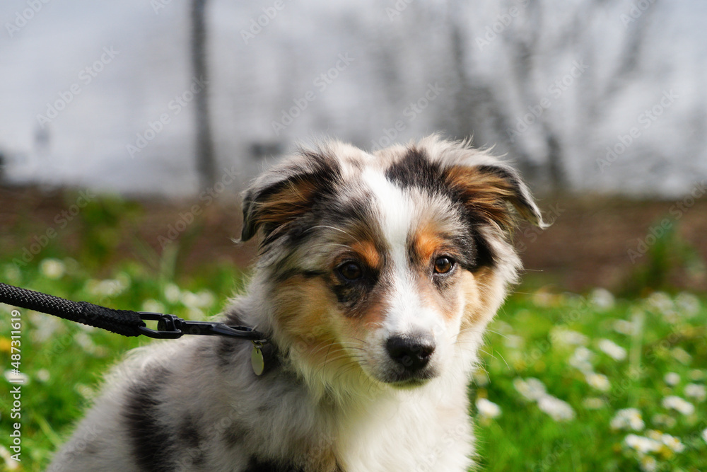 Portrait d'un jeune chiot berger australien