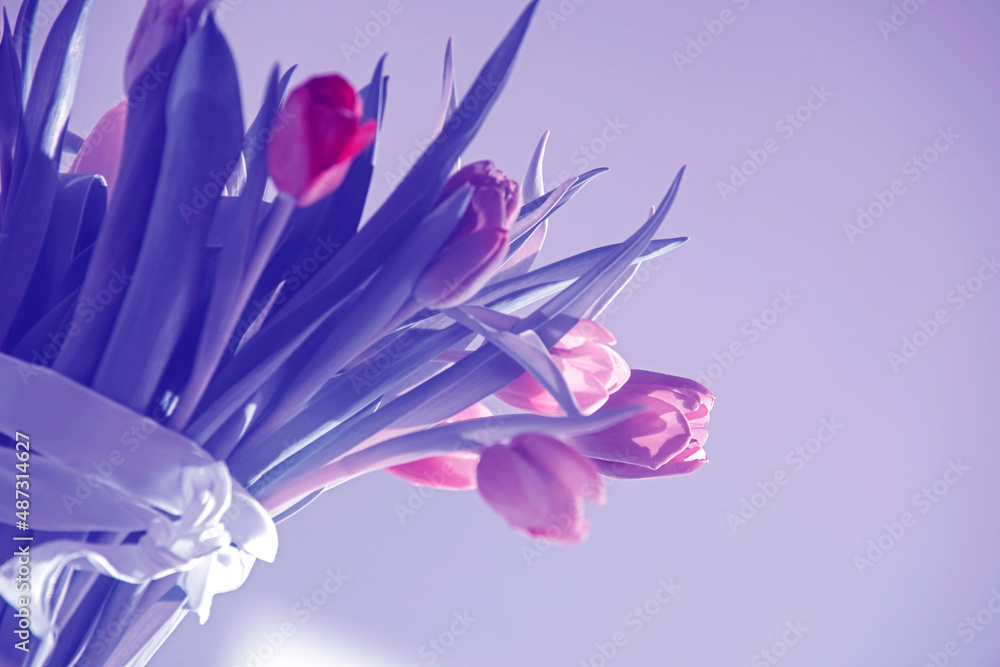 Fuchsia pink tulips with white ribbon on violet (very peri) background with bokeh