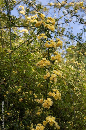 Lady Banks rose, just Banks rose or Rosa banksiae, small light yellow inflorescences of roses and buds, April, spring