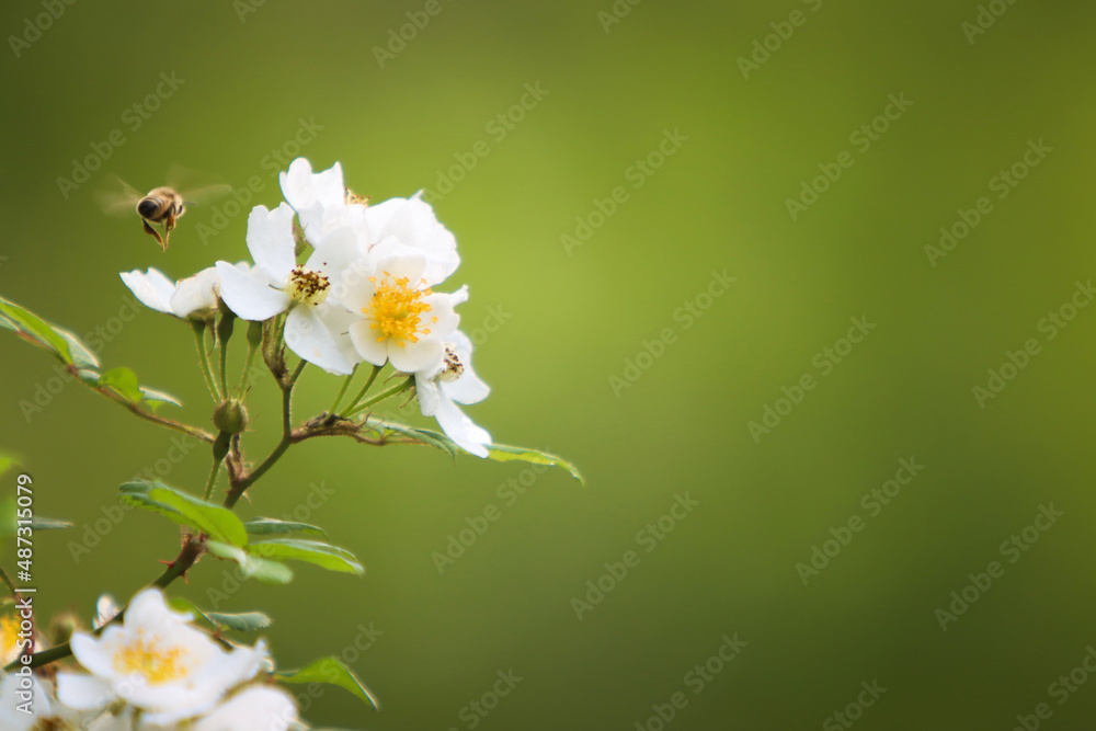 Obraz premium 아름답고 싱글러운 봄꽃의 달콤한 꽃가루를 찾아 열심히 날아다니며 꿀을 모으는 꿀벌