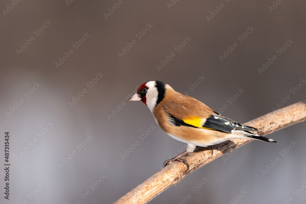 Obraz premium Goldfinch, Carduelis carduelis, perched on wooden perch with blurred natural background
