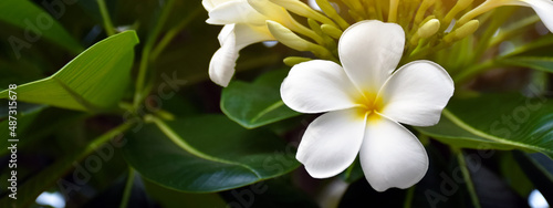 White plumeria flower with blurred natural bokeh background © Sophon_Nawit