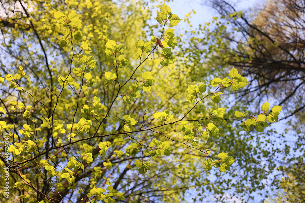 green leaves tree branches background summer abstract season summer nature young forest green leaves tree branches background summer abstract season summer nature young forest
