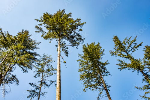 coniferous trees against a blue sky from low perspective photo