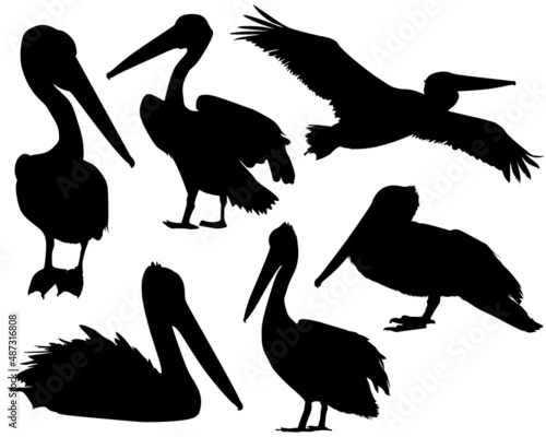 Set of silhouettes of pelican in black. photo