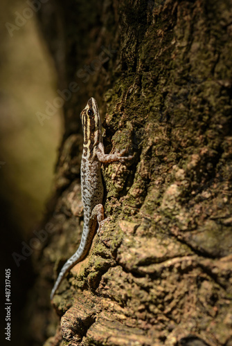 African gecko - Lygodactylus mombasicus, beautiful colored small lizard from African bushes and woodlands, Kenya. © David