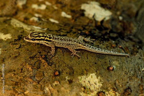African gecko - Lygodactylus mombasicus, beautiful colored small lizard from African bushes and woodlands, Kenya.