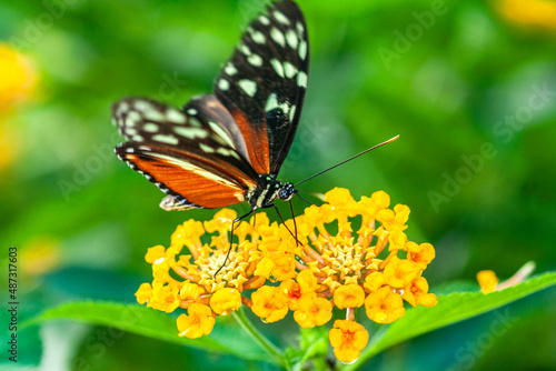 Papillon Heliconius hecale sur une fleur © guitou60