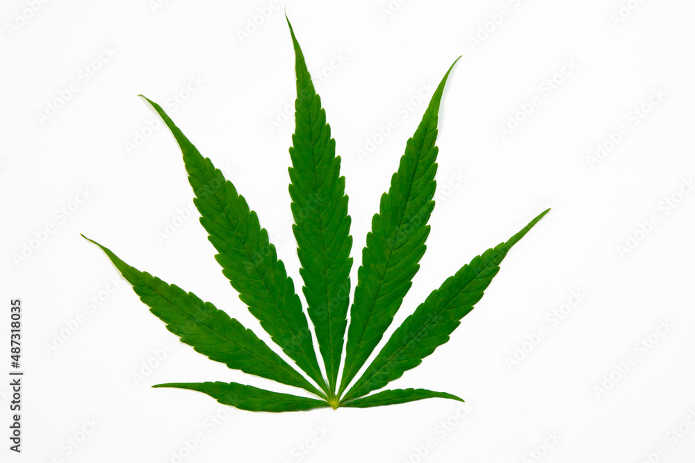 top view of green hemp leaf on white background top view of green hemp leaf on white background