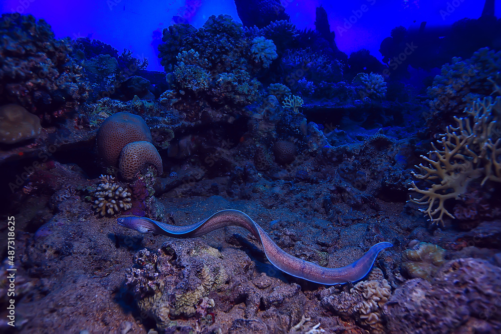 moray eel under water, nature photo wild snake predator marine in the ocean moray eel under water, nature photo wild snake predator marine in the ocean
