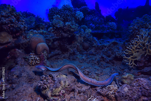 moray eel under water, nature photo wild snake predator marine in the ocean