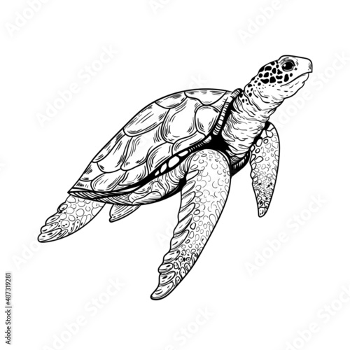 animal illustration vector turtle marine