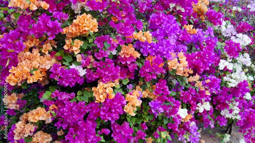 Garden of beautiful colorful bougainvillea swaying in the wind Garden of beautiful colorful bougainvillea swaying in the wind