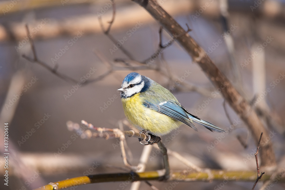 A blue tit (Cyanistes caeruleus) perched A blue tit (Cyanistes caeruleus) perched