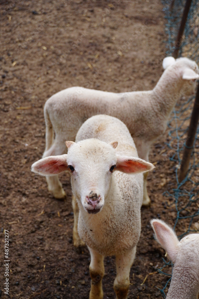 Obraz premium A lamb photo