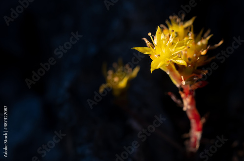 Sedum susanae Hamet, a bouquet of yellow wild flowers, Doi Luang Chiang Dao, Chiang Mai, Thailand. photo