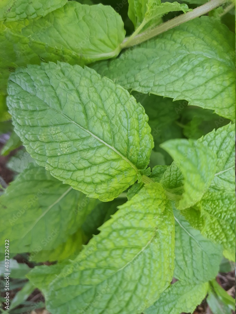 Close-up on mint leaf grown in a garden. Close-up on mint leaf grown in a garden.