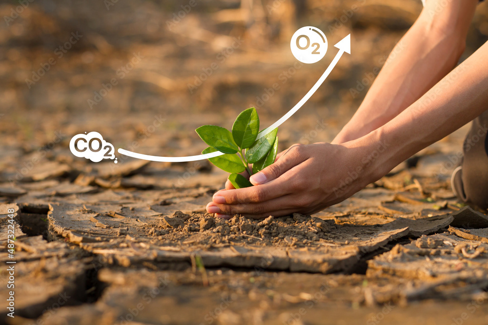 Hand planting green tree on dry cracked earth with Co2 and O2 icon