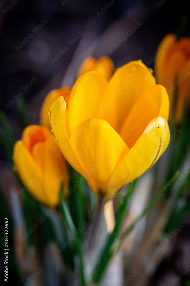 A close up of vibrant yellow crocus flowers, with a shallow depth of field A close up of vibrant yellow crocus flowers, with a shallow depth of field