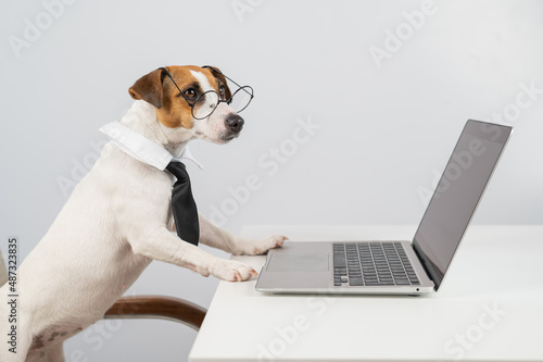 Jack russell terrier dog in glasses and tie works on laptop on white background.